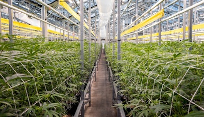 Ayr Cultivation