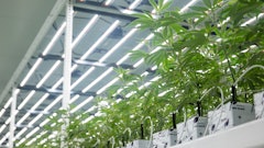 A vegetative room at Clade9, using Fluence LED lights.