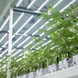 A vegetative room at Clade9, using Fluence LED lights.