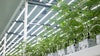 A vegetative room at Clade9, using Fluence LED lights.
