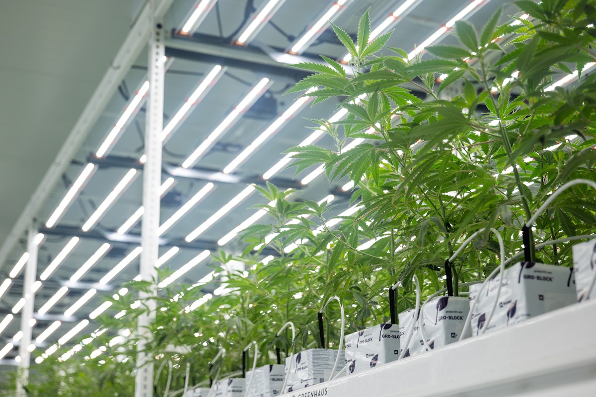 Top 5 Things to Know to Start a Commercial Cannabis Grow