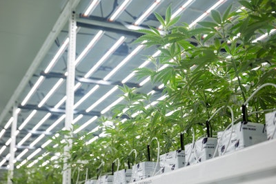 A vegetative room at Clade9, using Fluence LED lights.
