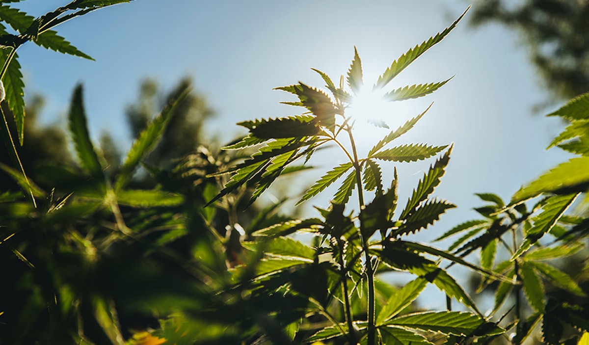 CRS Provides 4 Considerations for Congress to Revise 2018 Farm Bill’s Hemp Definition