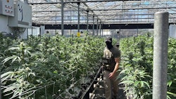 A federal agent helps execute warranted operations on July 10 at one of Glass House Farms' cannabis cultivation facilities in Southern California.