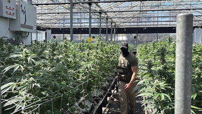 A federal agent helps execute warranted operations on July 10 at one of Glass House Farms' cannabis cultivation facilities in Southern California.