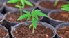 For cultivators, inventory costs start accumulating long before harvest, yet many fail to track expenses like nutrients, labor, and overhead as plants move through the stages of clone, veg, and flower.