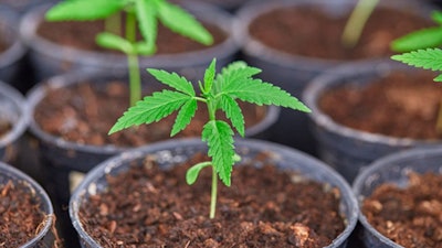 For cultivators, inventory costs start accumulating long before harvest, yet many fail to track expenses like nutrients, labor, and overhead as plants move through the stages of clone, veg, and flower.