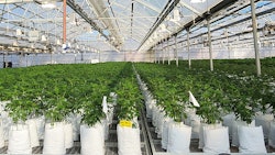 Suny Cheba Cultivation 2