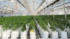 Suny Cheba Cultivation 2