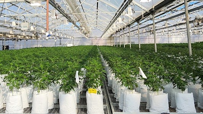 Suny Cheba Cultivation 2