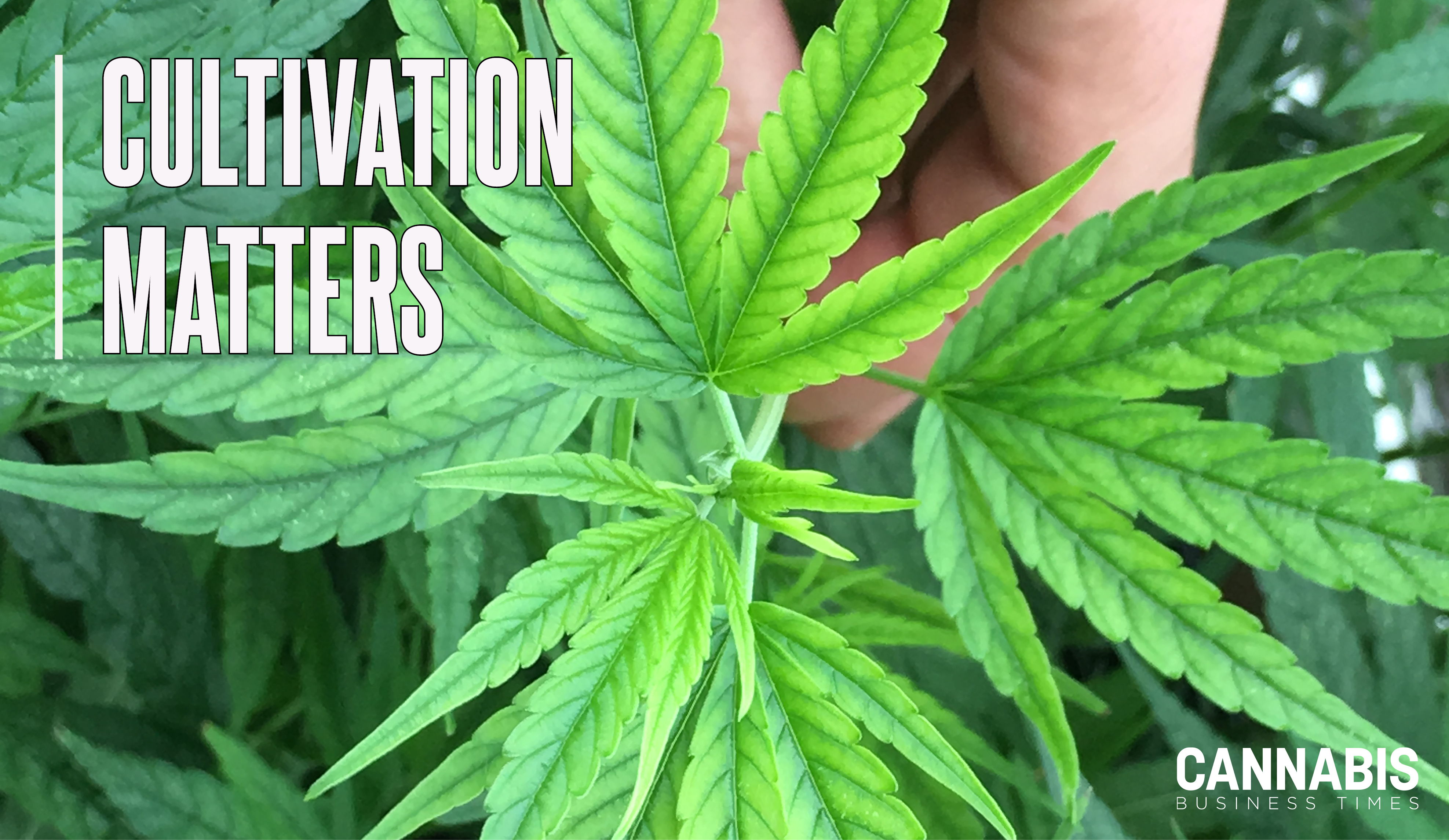 Iron deficiency observed as interveinal chlorosis of the upper foliage as a result of high substrate pH.