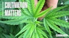 Iron deficiency observed as interveinal chlorosis of the upper foliage as a result of high substrate pH.