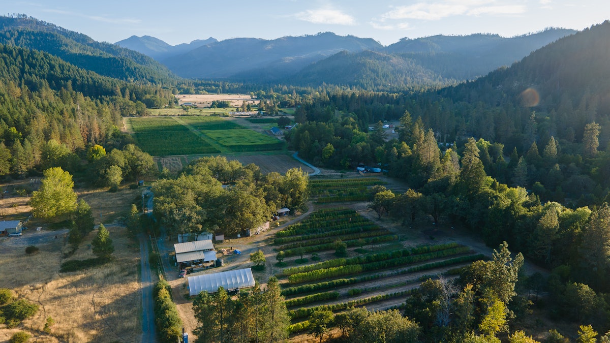 How to Protect Your Outdoor Cannabis Crops From Pests