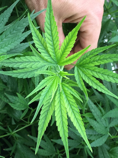 Figure 1: Iron deficiency observed as interveinal chlorosis of the upper foliage as a result of high substrate pH.