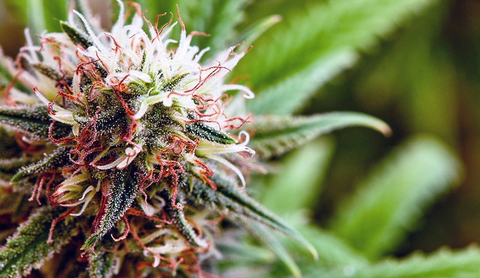 Appellate Court Rules Delta-8, Delta-10 THC Prohibited in Maryland