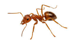 A red imported fire ant
