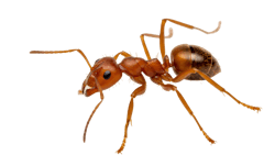 A red imported fire ant