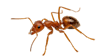 A red imported fire ant