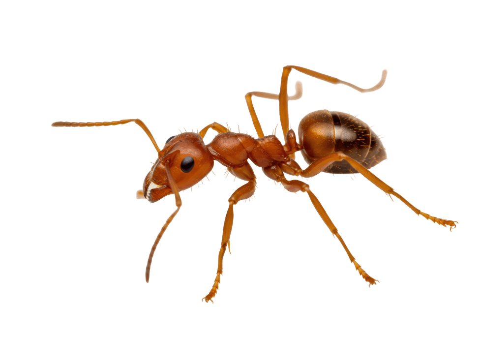 Red Imported Fire Ants Ravage South Carolina Hemp Crop