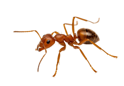 A red imported fire ant