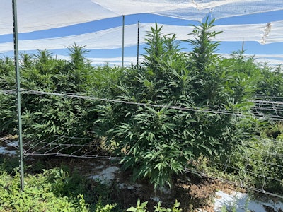 A view of Yeti Farms in Pueblo, Colo., where grasshoppers are an increasing threat to plants.