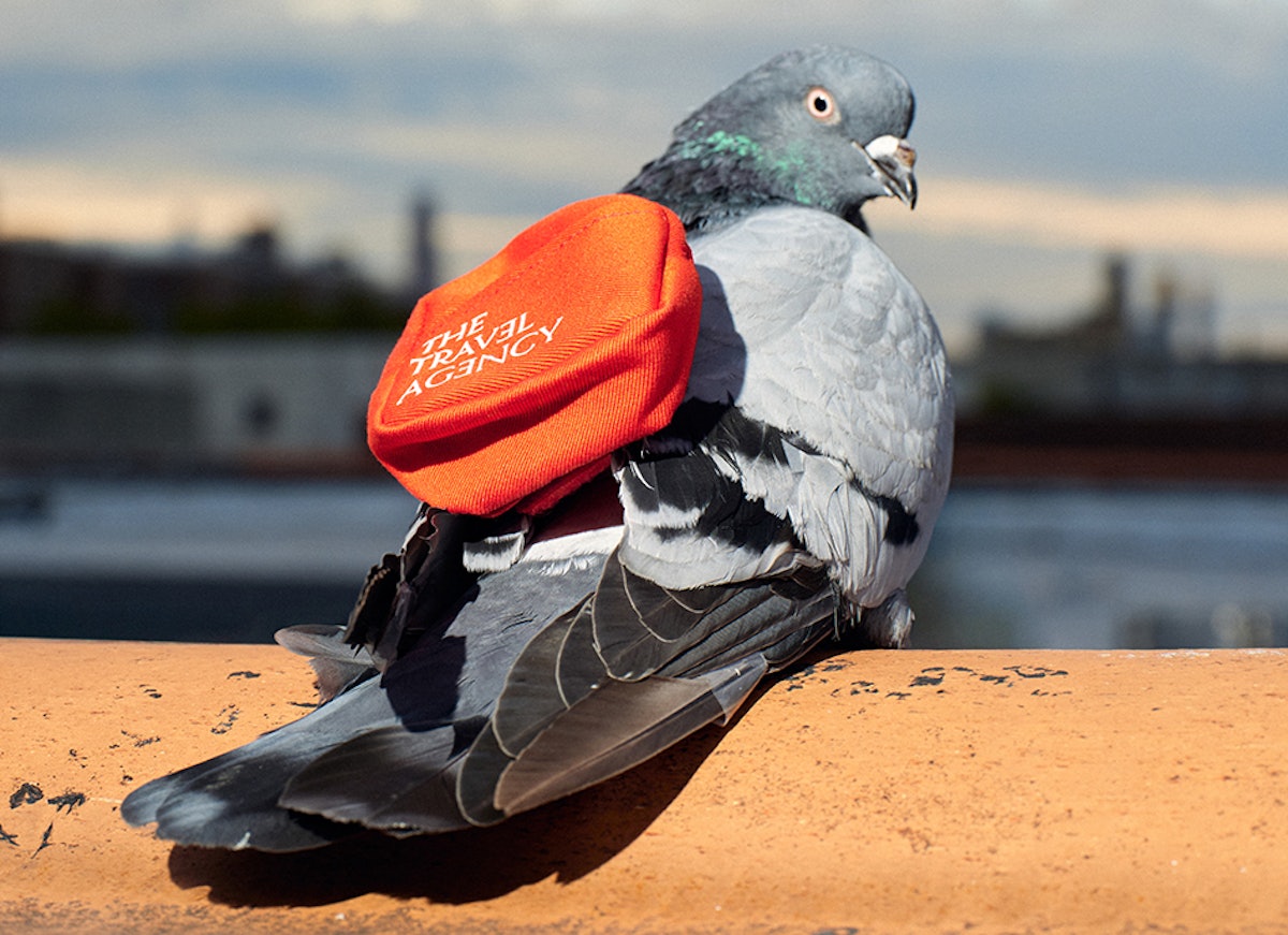 Pigeons Delivering Cannabis in New York? The Travel Agency Launches Newest Couriers