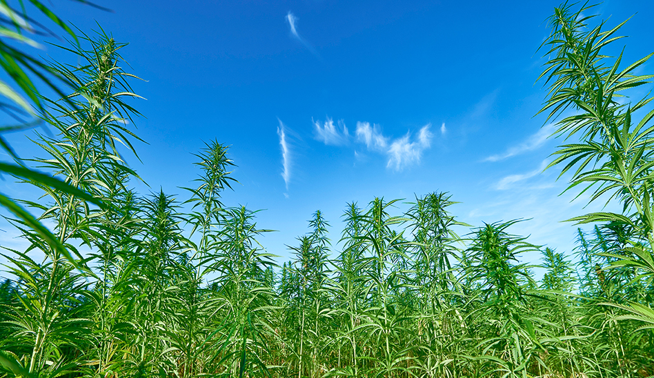Hemp 218156190