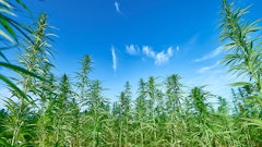 Hemp 218156190
