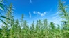 Hemp 218156190
