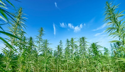 Hemp 218156190