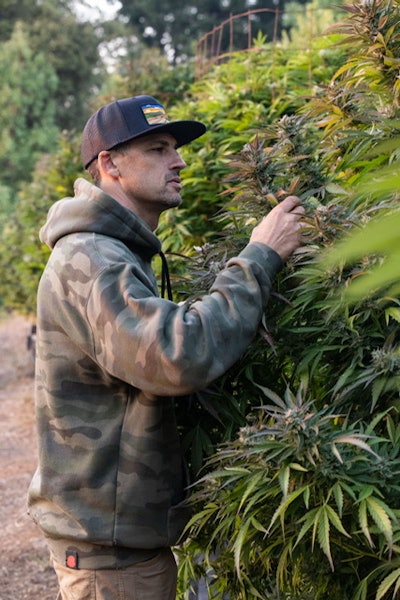 Jason Gellman inspects his plants.