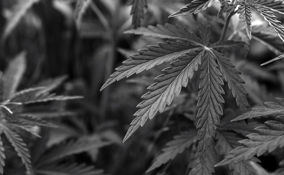 Massachusetts Ballot Campaign to End Adult-Use Cannabis Market ‘On Track’ to Collect Enough Signatures