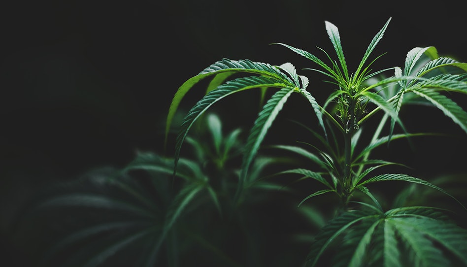 Ohio Senate Votes, 32-0, To Reject House Changes to Cannabis, Hemp Laws