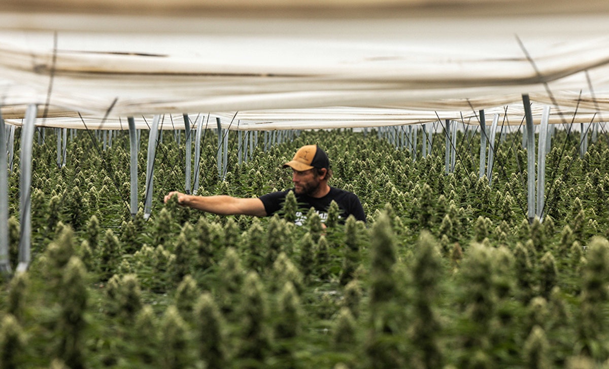 Raw Garden Acquires ‘California Love’ to Grow Clean Cannabis Movement