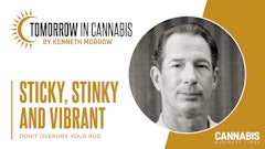 Tic What Happened To The Sticky, Aromatic Cannabis Buds From The Mid 1990s