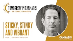 Tic What Happened To The Sticky, Aromatic Cannabis Buds From The Mid 1990s