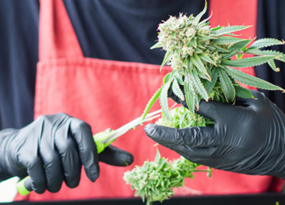 Ccp Direct Has Ppe, More For Cannabis Grow Operations Pr Image 11 7 25