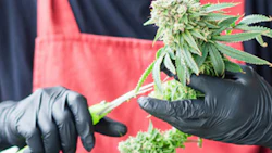 Ccp Direct Has Ppe, More For Cannabis Grow Operations Pr Image 11 7 25
