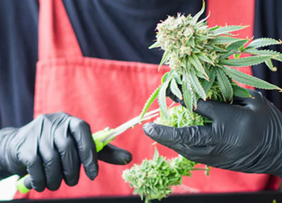 Ccp Direct Has Ppe, More For Cannabis Grow Operations Pr Image 11 7 25