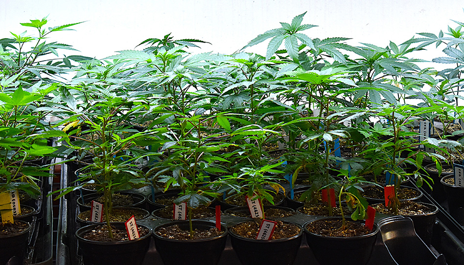Clones2