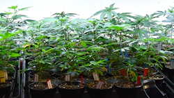 Clones2