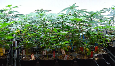 Clones2