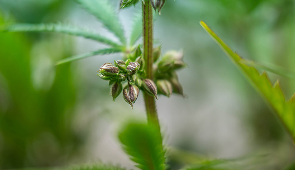 Hemp Seeds 256929134