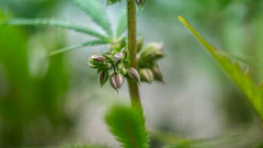 Hemp Seeds 256929134