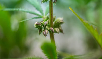 Hemp Seeds 256929134