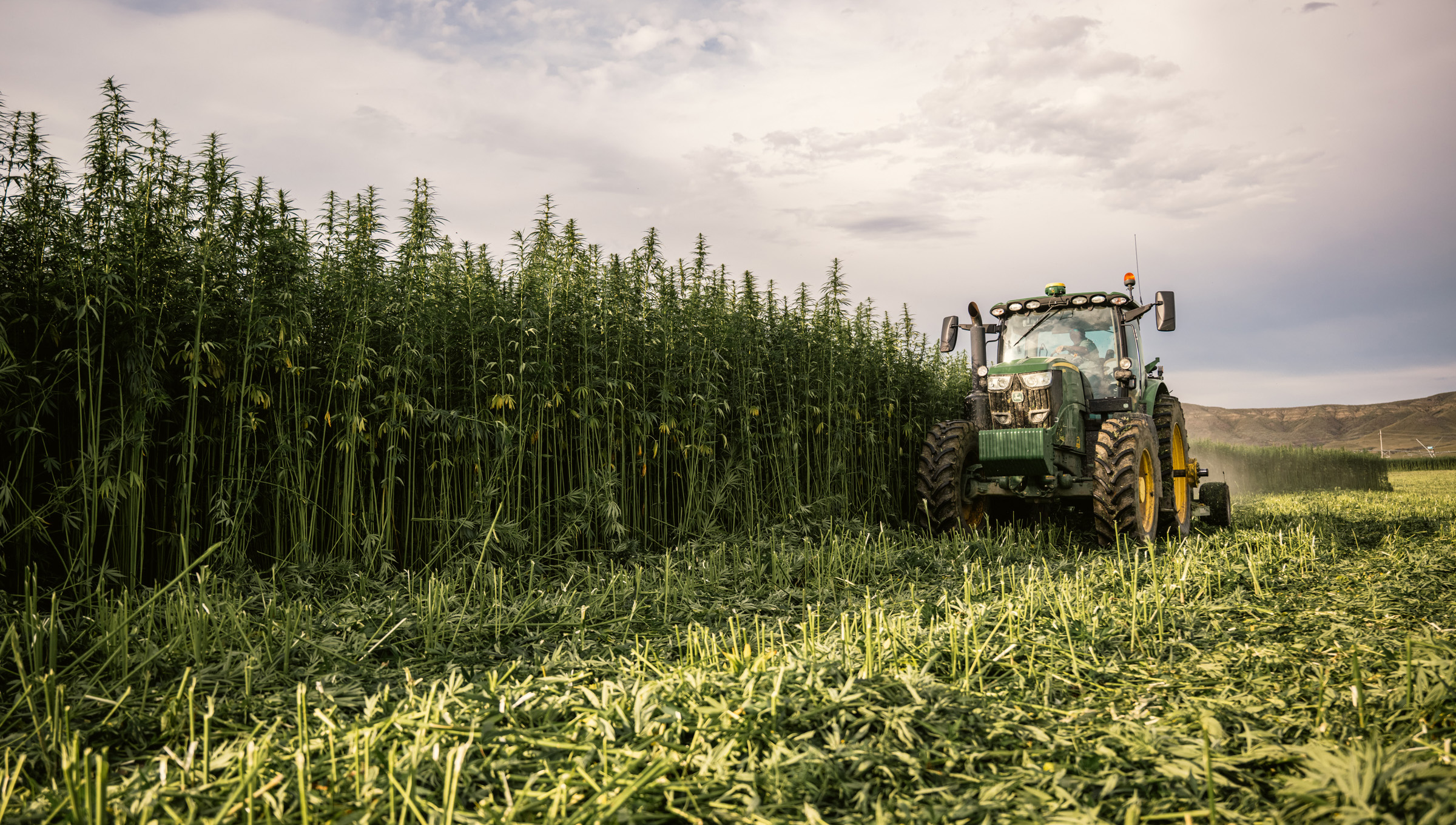 A harvest team cuts an industrial hemp fiber crop in Montana. Hemp fiber has many uses from textiles and nonwovens to building materials and bio-composites.