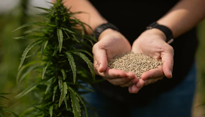 Industrial Hemp Seed Grain is a superfood of nutrition with highly digestible protein and rich in Omega 3 and Omega 6 Fatty Acids.