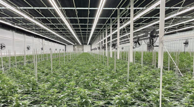 Inside a Cannara grow room. Eliminating veg rooms is in process, so all plants will soon veg and flower in place.