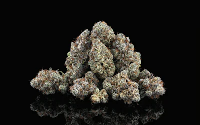 Neon Sunshine flower grown by Cannara Biotech