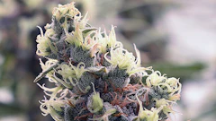 Ohio Late Flower20